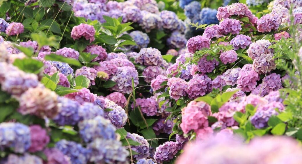 Сусіди за спиною називали мої гортензії “провалом”, та правильна обрізка все вирішила: тепер “тихо заздрять” 