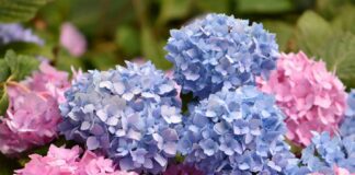 Садівники назвали 5 правил для живцювання гортензій