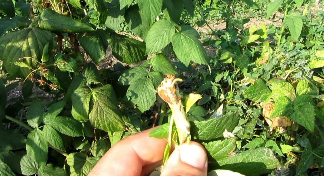 Про цибулеву в курсі, а ось малинову муху бачу вперше: зробила всього 1 дію і кущі малини стоять чистенькі 