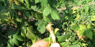 Городник назвав найкращі методи боротьби із малиновою мухою