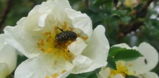 Городники розповіли, як швидко вивести з городу волохату оленку