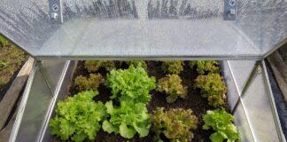 Чи треба змінювати ґрунт у теплиці