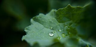 Експерти пояснили, як правильно висаджувати руколу під час похолодань