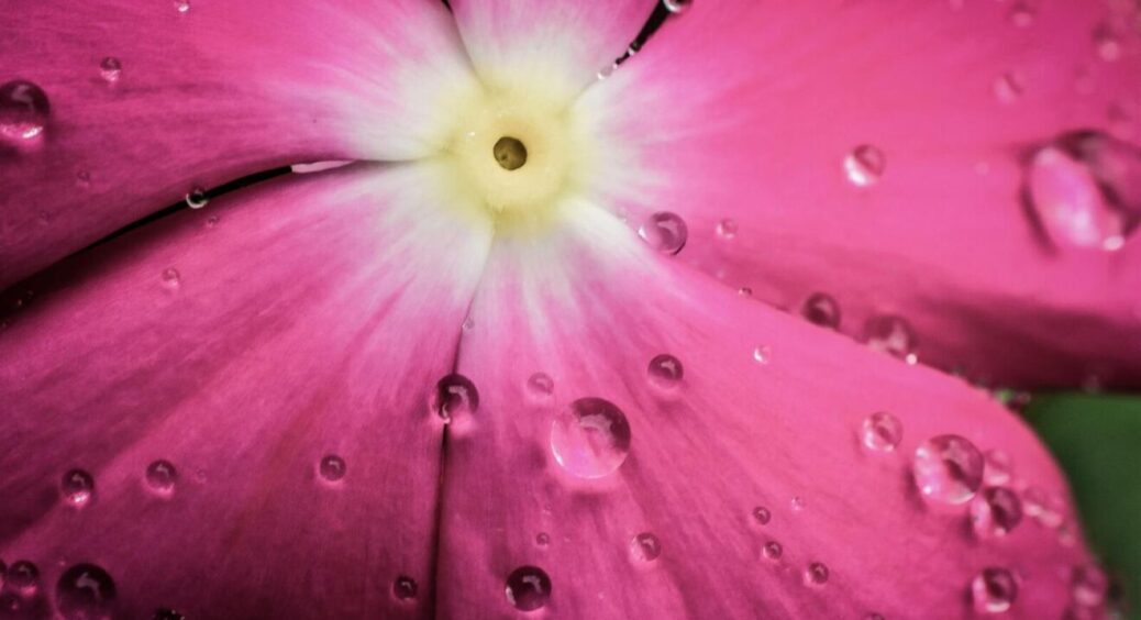 Мрія про пишний сад була для мене нездійсненною мрією: як перетворити флокс у гордість своєї ділянки за рік? 