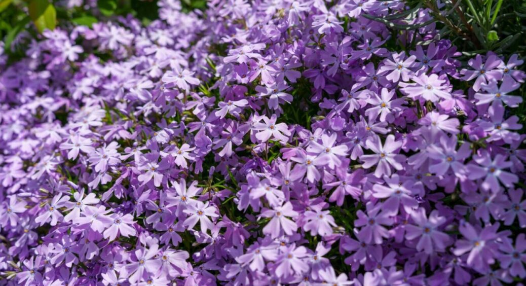 Дача схожа на “елітну” садибу: 3 килимових рослини, не потребуючих догляду – ростуть і в дощ, і в сніг 