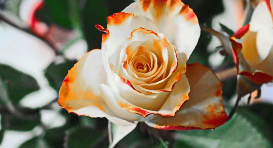 Думала, троянди не для мене – завжди в’ялі та не цвітуть: потім зробила 2 кроки. Вони перетворились на очах 