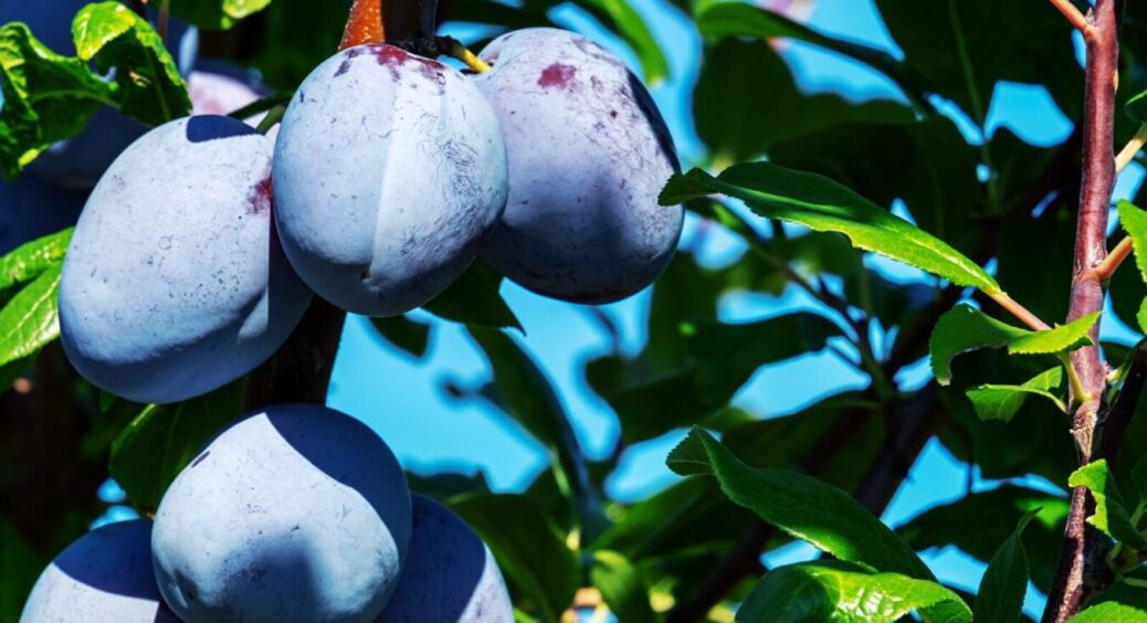 Бабусині сливи завжди були найсмачнішими, і ось чому: 3 “хитрі” підживки для солодких плодів 