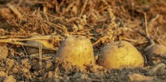 Городник розповів, як фацелія бореться з фітофторою