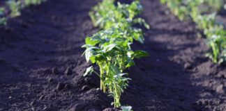 Професіонали розкрили 5 секретів ефективного городництва