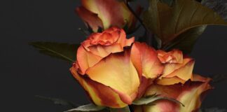 Експерти розповіли, коли обрізати троянди в листопаді 