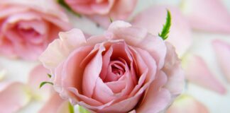 Чим удобрити троянду в саду у вересні