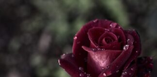 Садівники назвали 3 основні правила пізньої посадки троянд