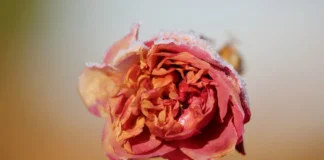 Експерти назвали 10 найбільш незвичних відтінків троянд