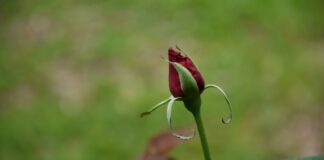 Як підготувати розу до зимівлі