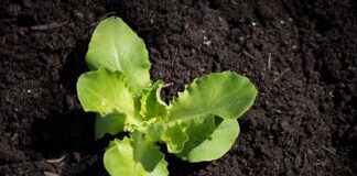 Як відновити ґрунт наприкінці сезону