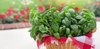 Городники назвали 5 помилок при вирощуванні базиліка, яких варто уникати 