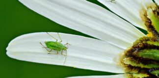 Експерти розповіли, як швидко позбутися попелиці на городі