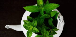 Городники дали 7 порад, як відновити пошкоджену м'яту