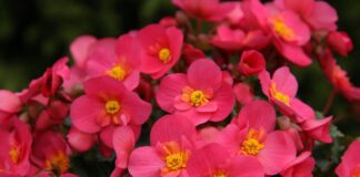 Квітникарі дали 6 правил для бегоній у горщиках