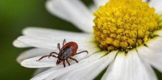 Садівники поділилися назвами рослин, які відлякують кліщів з ділянки