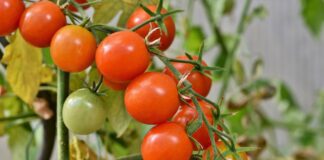 Найкращі сорти помідорів для відкритої грядки