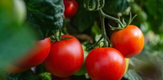Дачники поділились рецептом найкращого добрива для томатів 