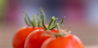 Експерти розповіли, як зберегти томати свіжими без консервації
