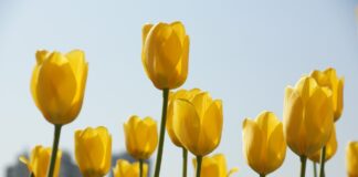 Садівники назвали способи виростити тюльпани вдома