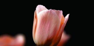 Експерти розповіли, як виконувати посадку тюльпанів восени, аби вони довше та краще цвіли