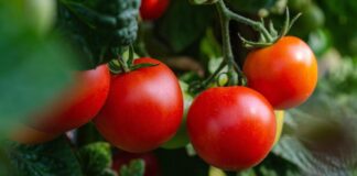 Дачники пояснили, як солона вода подвоїть ваш урожай помідорів