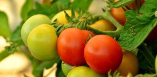 Городники підказали домашній рецепт рясного урожаю помідорів
