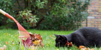 Експерти назвали ознаки, що газону не вистачає поливу