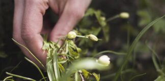 Городники підказали, як найбільш ефективно позбутися бур'янів