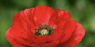 Садівники розповіли, які квіти найкраще сіяти на зиму 