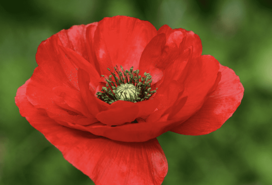 Садівники розповіли, які квіти найкраще сіяти на зиму