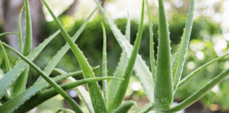 Експерти розповіли, чим підгодувати алое для цвітіння