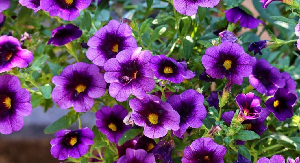 Сусіди помруть від заздрощів: моя капризна петунія “поперла” вже через 2 дні. Дала росткам це “рідке” золото 