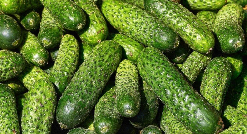 Як зберегти огірки свіжими на 250 днів без консервації: вистачає на всю зиму. Хитрість, що увійшла в історію 