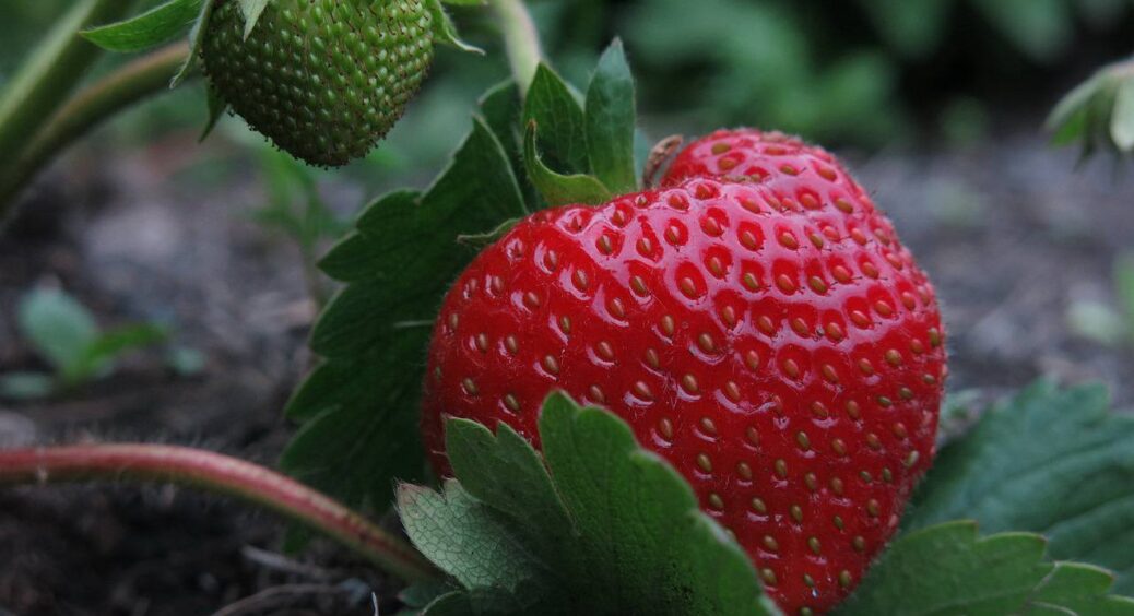 Садила полуницю 15 років, але про це дізналася випадково: тепер збираю по 5 відер з грядки щотижня 