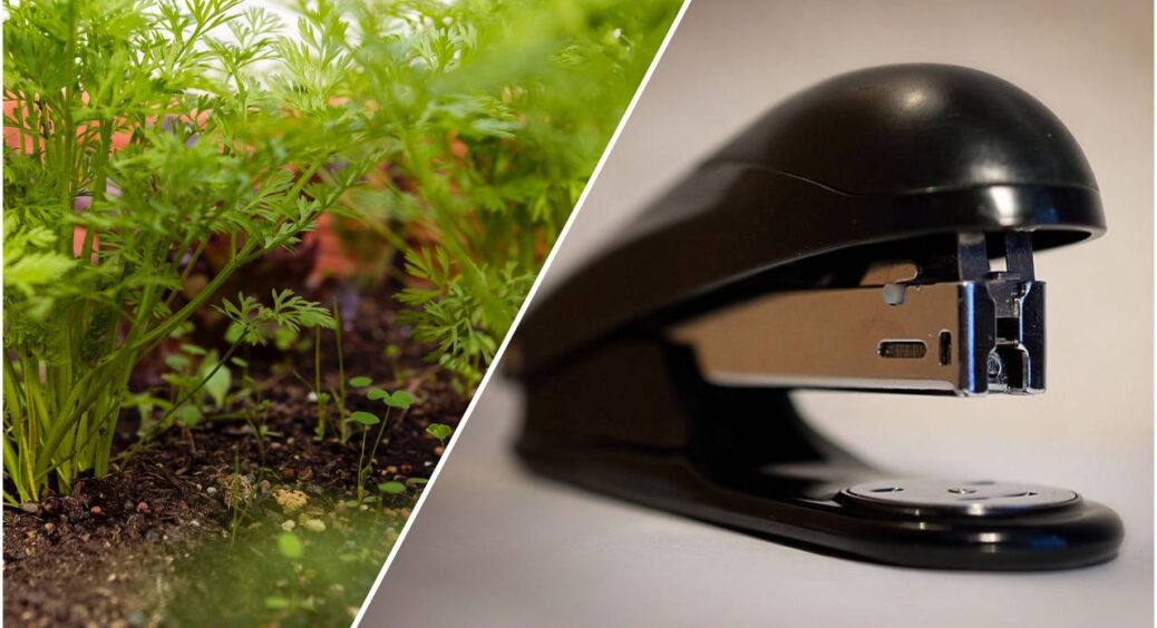 Беру простий канцелярський степлер – і за 30 хвилин проблему з бур’янами на городі вирішено: свекруха ахнула 