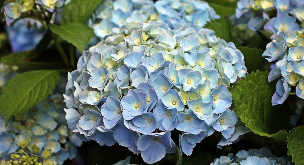 Весна чи осінь: які гортензії необхідно обрізати у жовтні, а які – у березні. Будуть цвісти як на дріжджах 