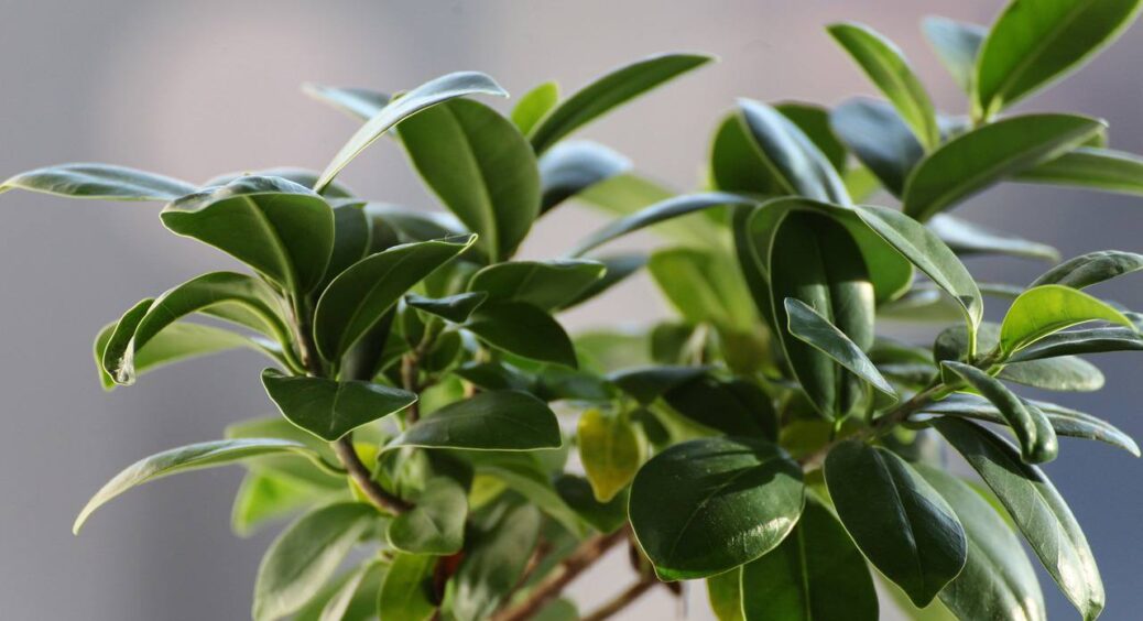 Дрібка на 1 літр води і справа “в шляпі”: хитрість, як пробудити на кожному стволі фікуса по 3 бруньки 