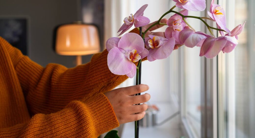 Ці 3 правила допомогли моїм орхідеями розквітнути з новою силою: що слід зробити з ними для пишного цвіту 