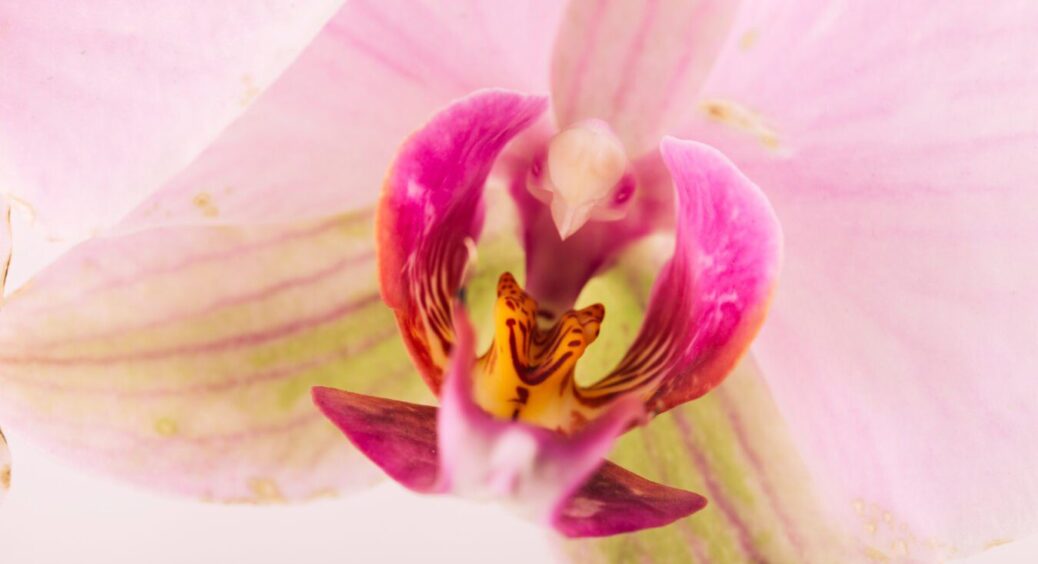 1 літр молока – і орхідеї буяють цвітом! Ллю це “біле золото” літрами, бо заміняє будь-які інші підживки 