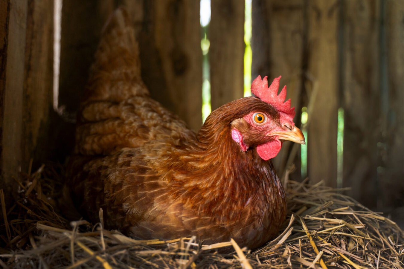 Названо продукт, який дозволяє курам нести багато яєць