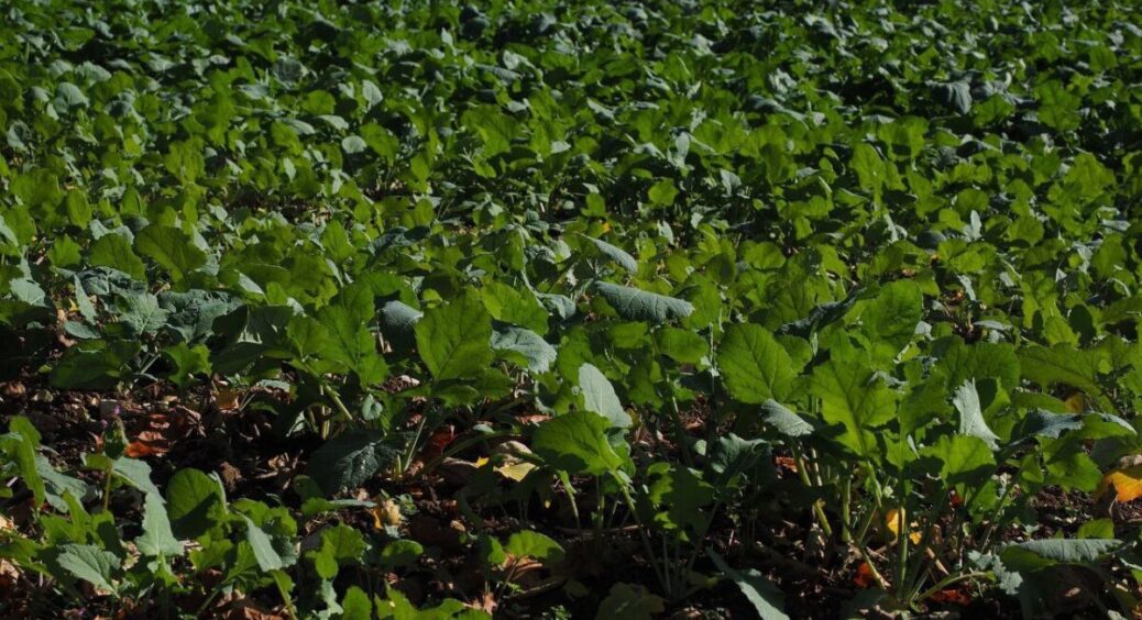 Свекруха 30 років так робить: замість перегною висіваю цей “зелений коктейль” – помідори, як з картинки 