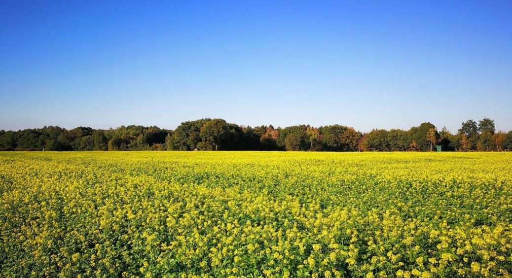 Ці 4 сидерати зіпсували мою землю назавжди: гірчиця і жито виявились ворогами, а не помічниками 