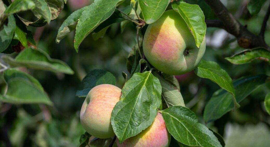 Усім перевірити свої сади: дідусь пояснив, чому яблуня не скидає листя і як допомогти дереву “заснути” 