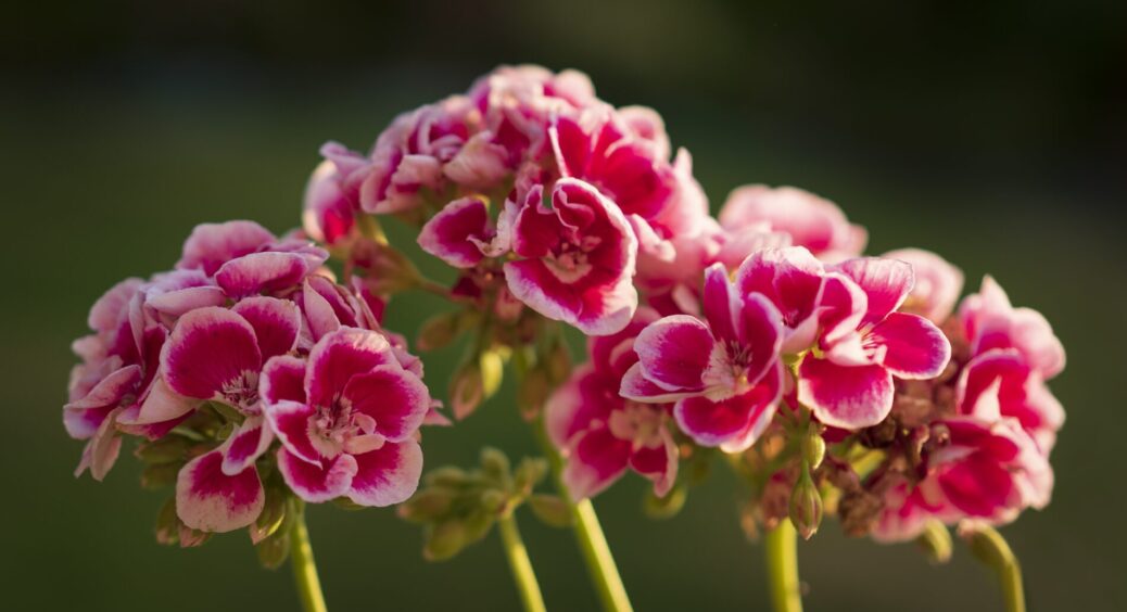 3 таблетки на 1 літр води з крану – і герань не впізнати: капітальне цвітіння – бутони видає без упину 