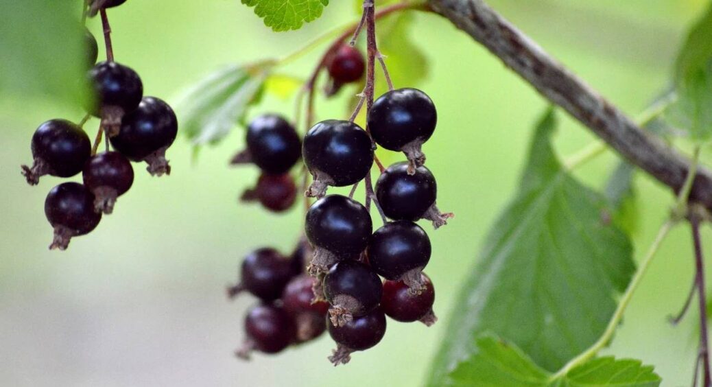 Секрет правильної посадки смородини: коли, де та як садити восени, щоб кущ прижився і дав ягоди 